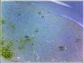 虎皮兰表皮放大250x