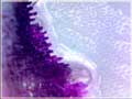 洋葱放大250x