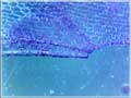 Oniontissue