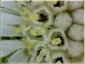 Flowerbug