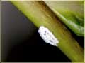 Planttissue